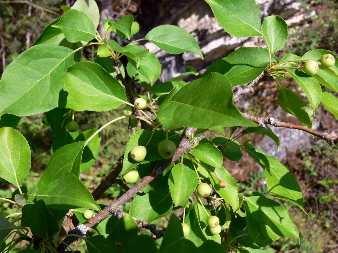 Изображение особи Malus baccata.