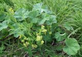 genus Alchemilla. Цветущие растения. Кольский п-ов, Восточный Мурман, Дальние Зеленцы, берег губы Дальнезеленецкая. 17.07.2011.