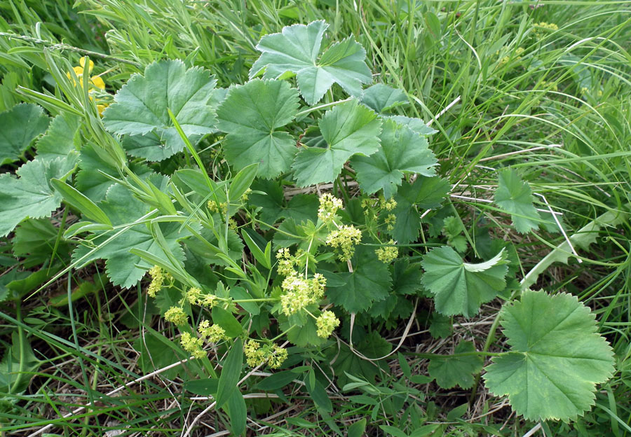 Изображение особи род Alchemilla.