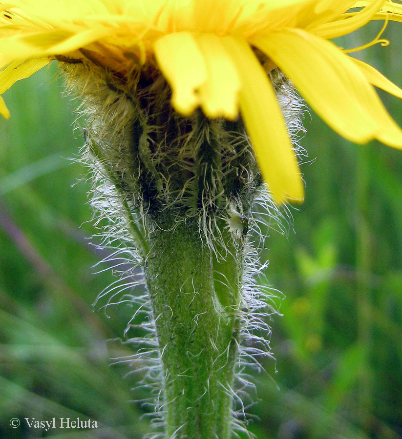 Image of Trommsdorffia uniflora specimen.