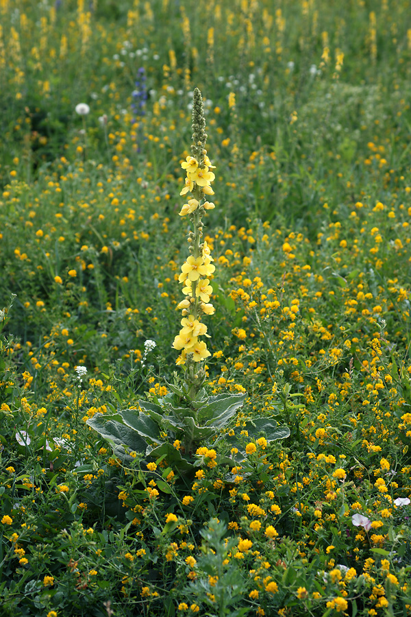 Image of Verbascum densiflorum specimen.