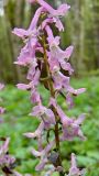 Corydalis cava. Соцветие. Украина, Львовская обл., 15.04.2008.