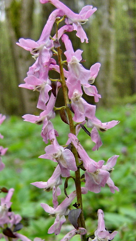 Image of Corydalis cava specimen.