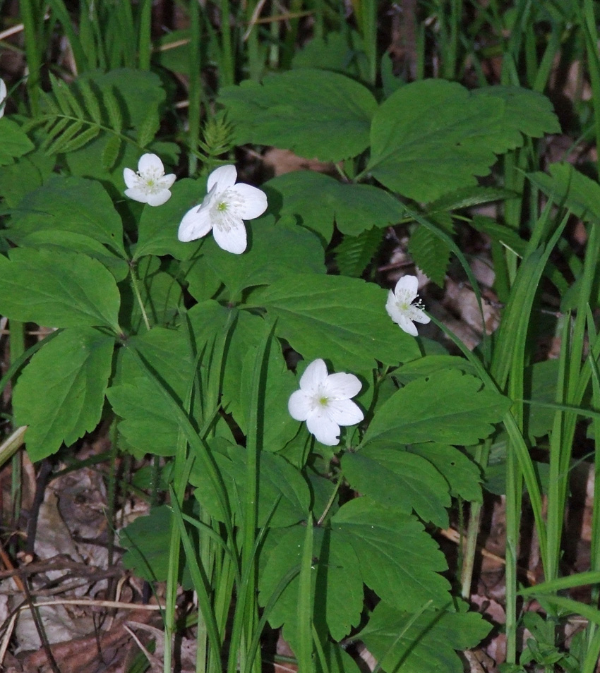 Изображение особи Anemone udensis.