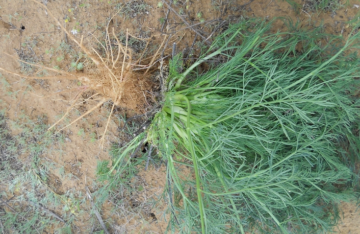 Image of genus Ferula specimen.