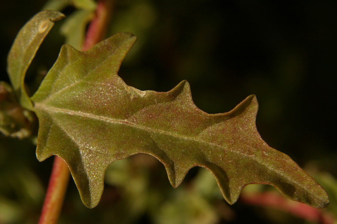 Изображение особи Atriplex tatarica.