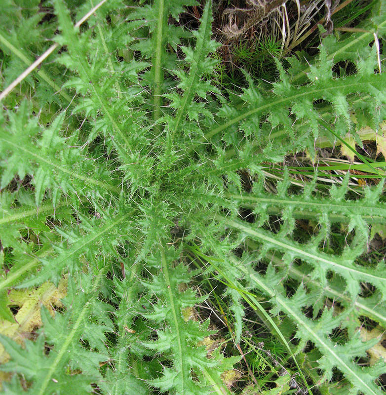 Изображение особи Cirsium palustre.