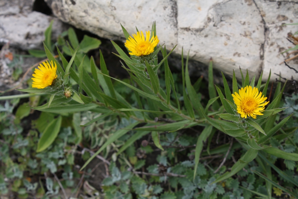 Image of Inula ensifolia specimen.