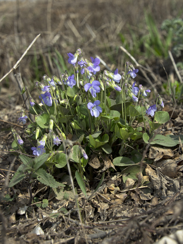 Изображение особи Viola rupestris.