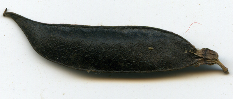 Image of Vicia sepium specimen.