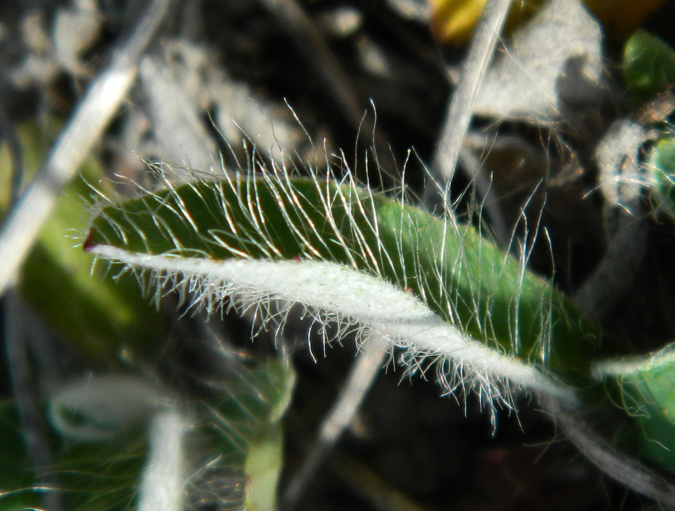 Image of Pilosella officinarum specimen.