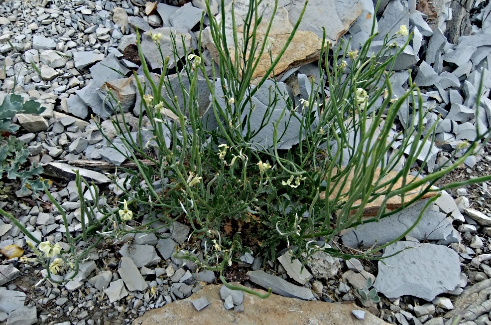 Image of Matthiola odoratissima specimen.