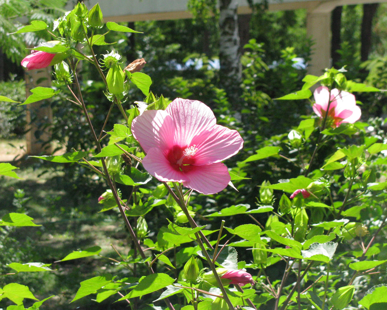 Изображение особи род Hibiscus.