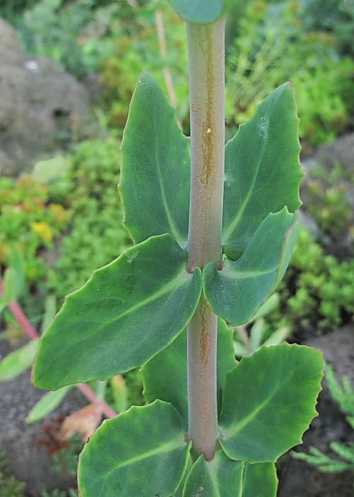 Image of genus Hylotelephium specimen.