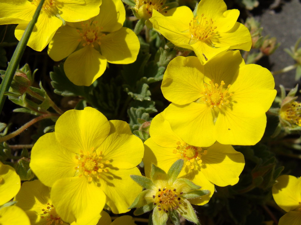 Image of Potentilla acaulis specimen.