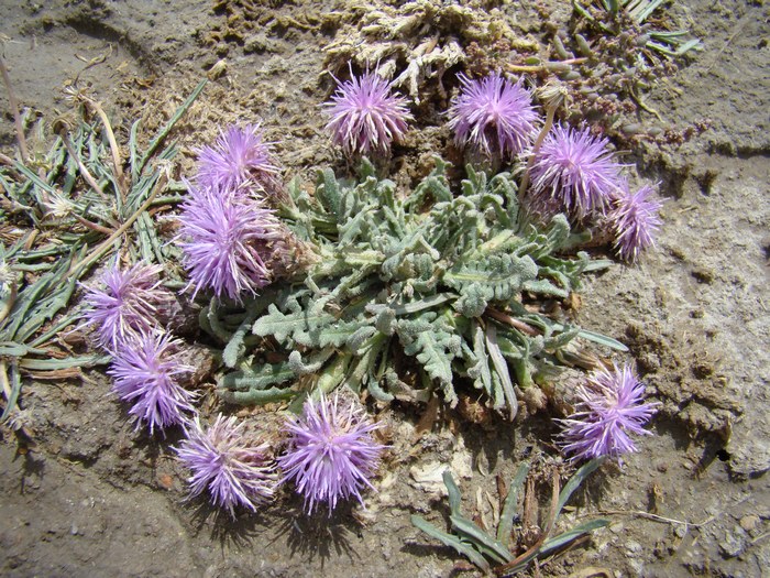 Image of Saussurea prostrata specimen.