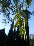 Albizia julibrissin