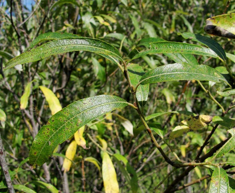 Image of Salix gmelinii specimen.