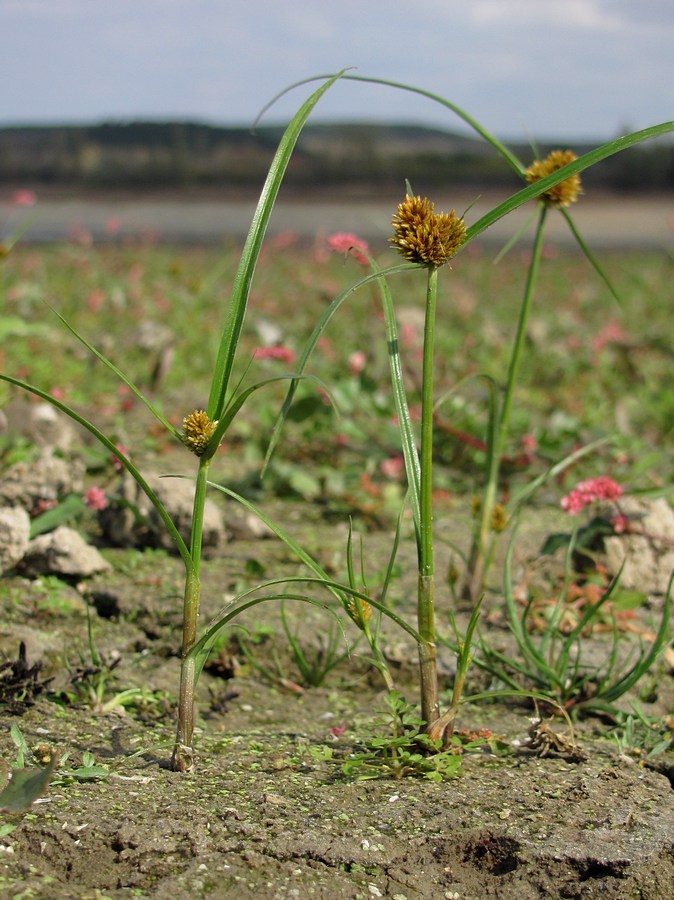 Image of Cyperus glomeratus specimen.