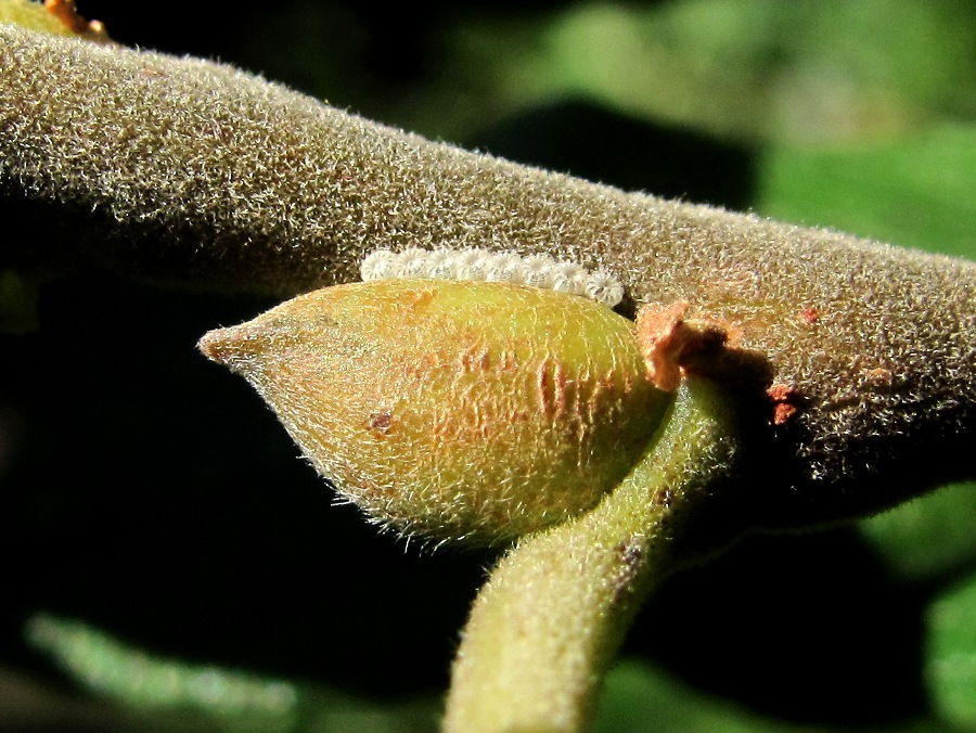 Image of Salix cinerea specimen.