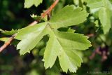 Crataegus rhipidophylla. Лист. Ростовская обл., Неклиновский р-н, Троицкое с/п, дол. р. Миус. 01.08.2012.