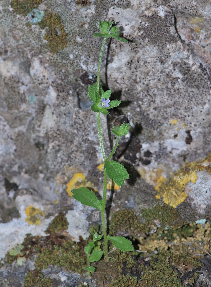 Изображение особи Campanula erinus.