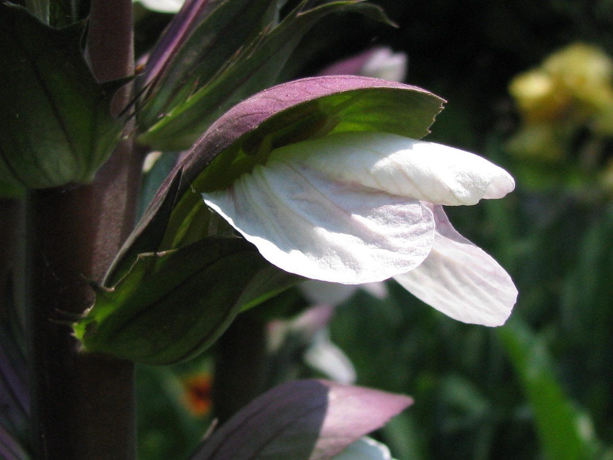 Image of Acanthus mollis specimen.