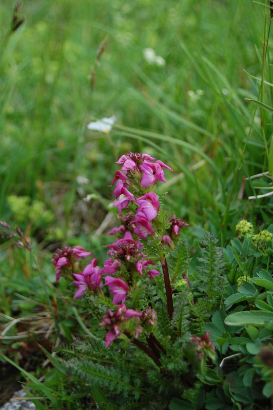 Image of Pedicularis nordmanniana specimen.