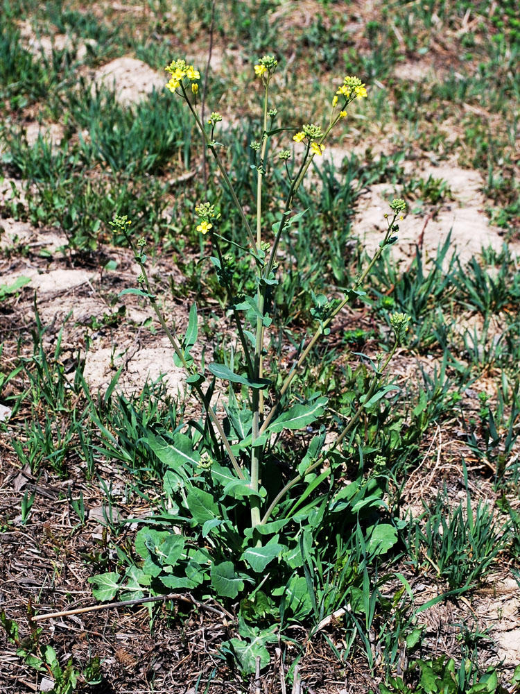 Image of Brassica campestris specimen.