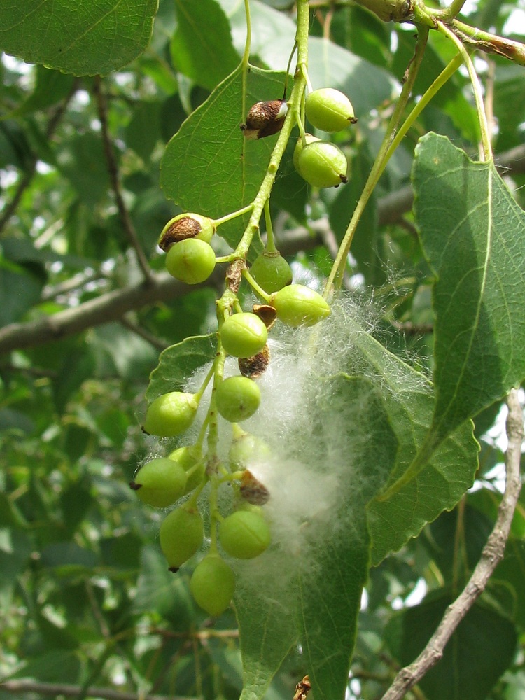 Image of Populus nigra specimen.