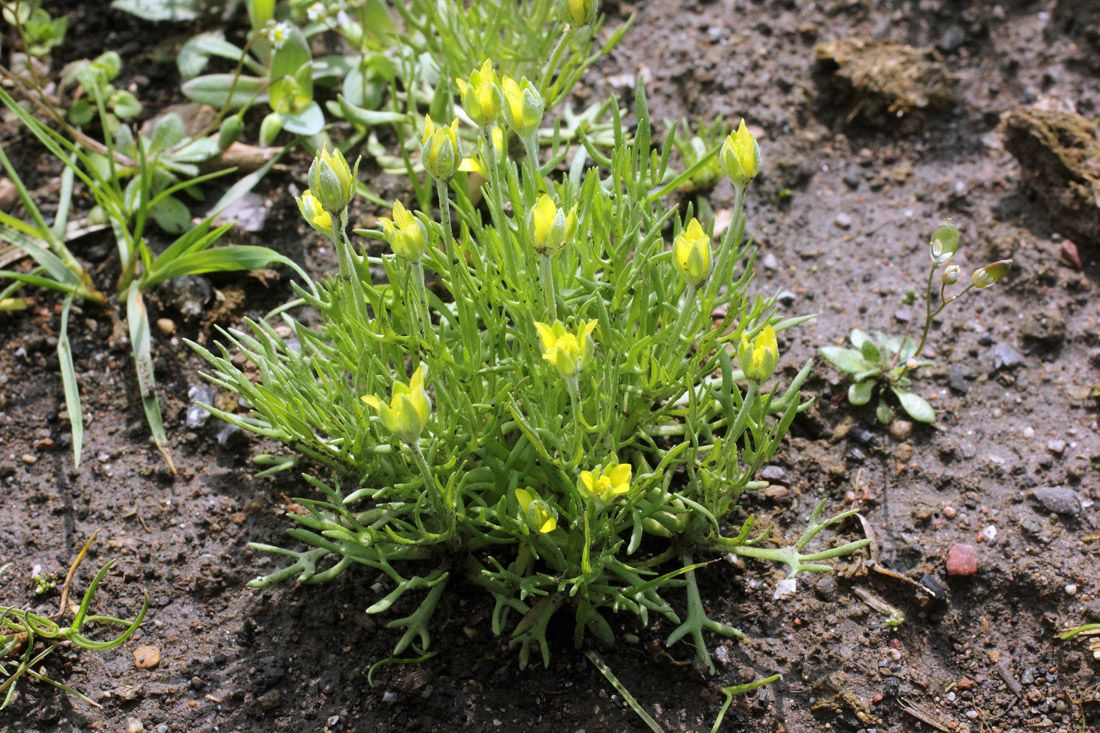 Изображение особи Ceratocephala orthoceras.