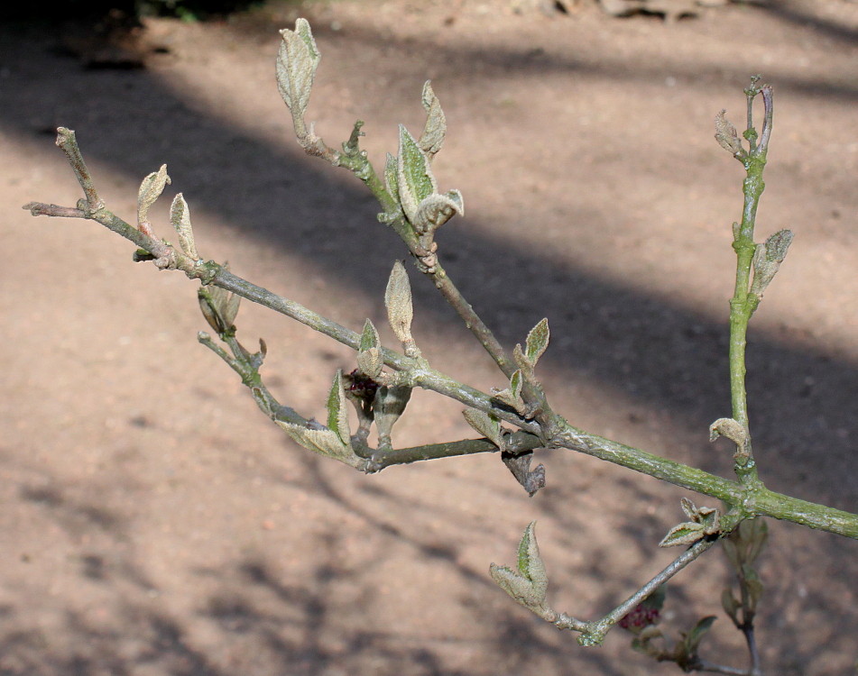 Image of Viburnum carlesii specimen.