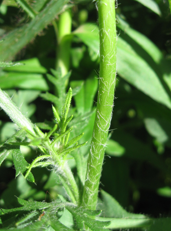 Image of Papaver hybridum specimen.