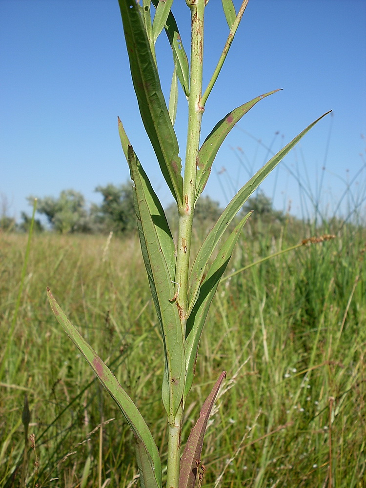 Image of Lythrum virgatum specimen.