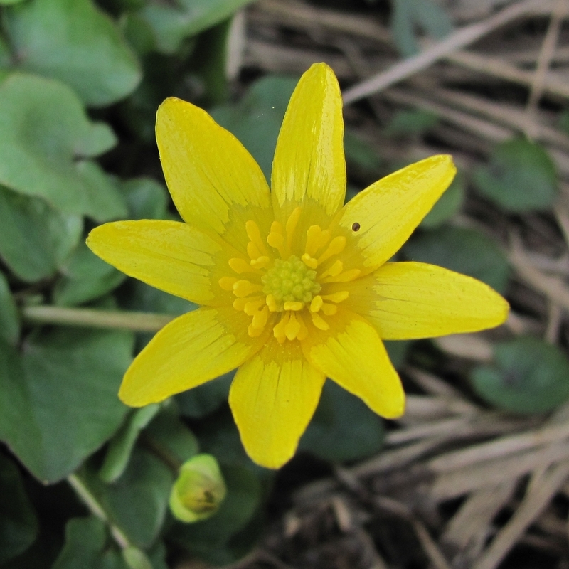 Image of Ficaria verna specimen.