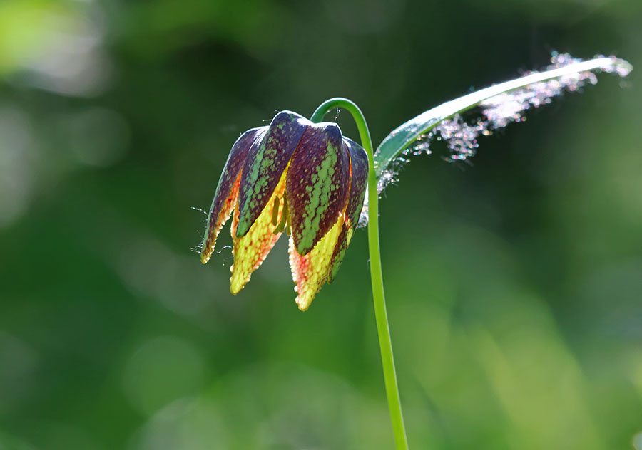 Image of Fritillaria maximowiczii specimen.