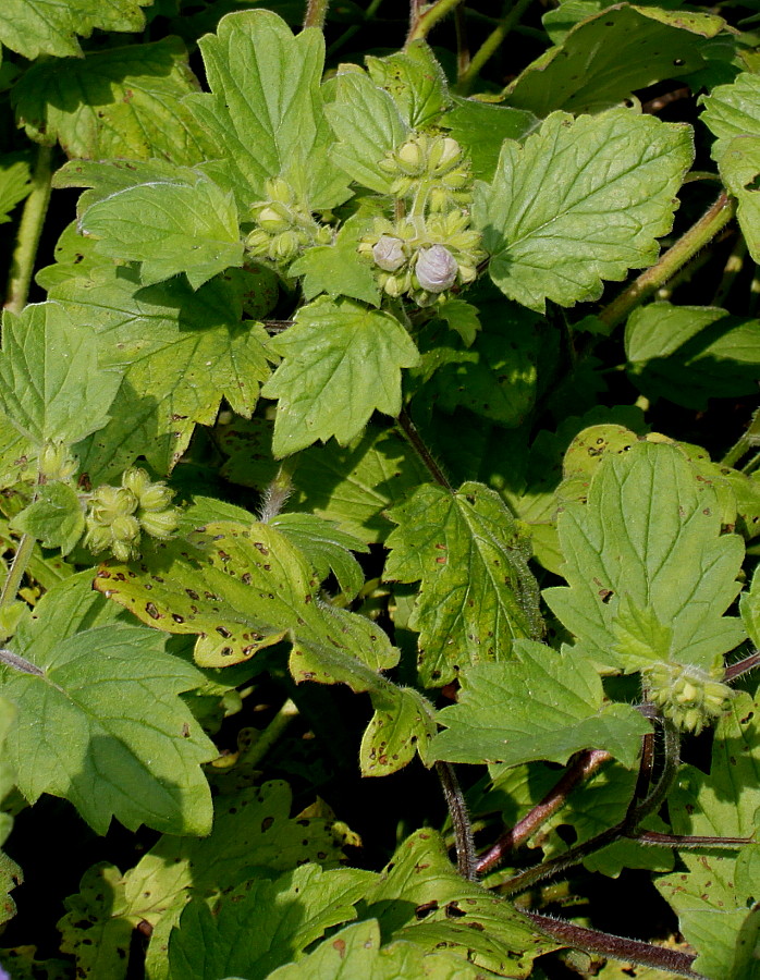 Изображение особи Phacelia bolanderi.