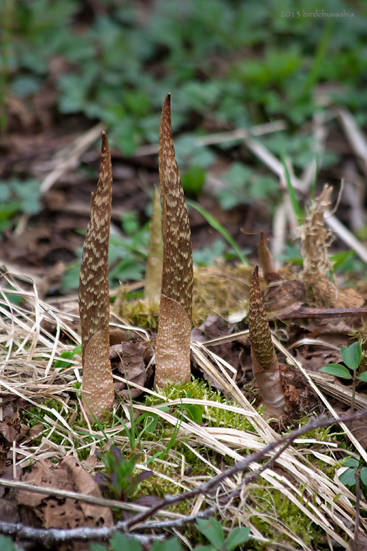 Изображение особи Arisaema japonicum.