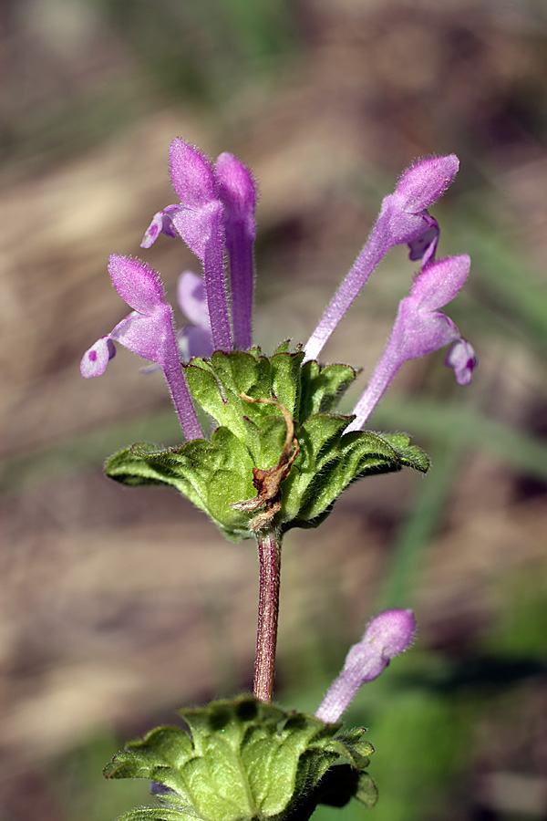 Image of Lamium amplexicaule specimen.