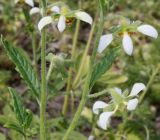 Nasa triphylla. Средняя часть соцветия (Loasa vulcanica André). Германия, г. Krefeld, Ботанический сад. 11.08.2013.