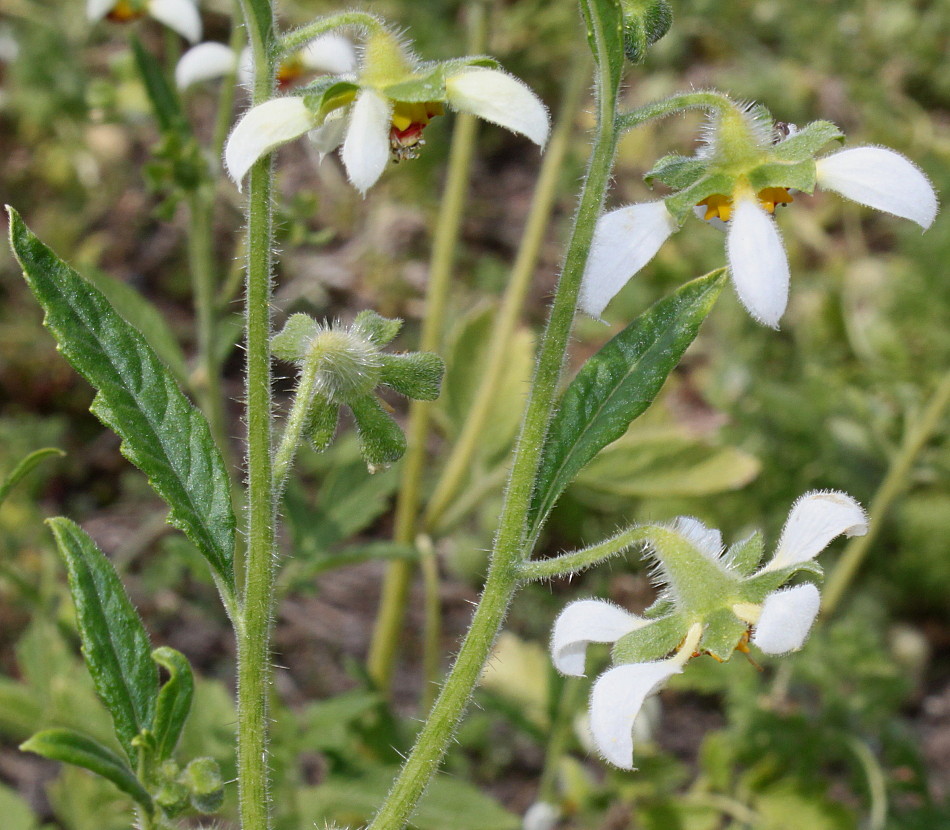 Image of Nasa triphylla specimen.