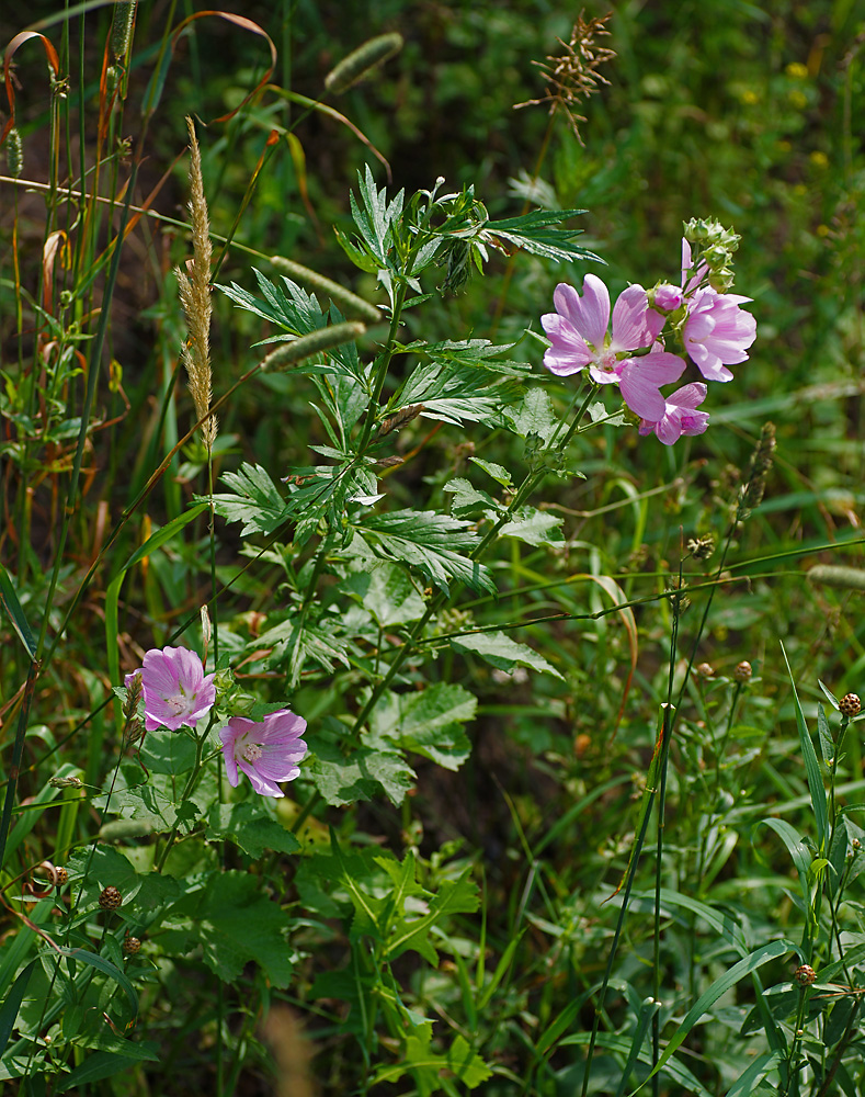 Image of Malva thuringiaca specimen.