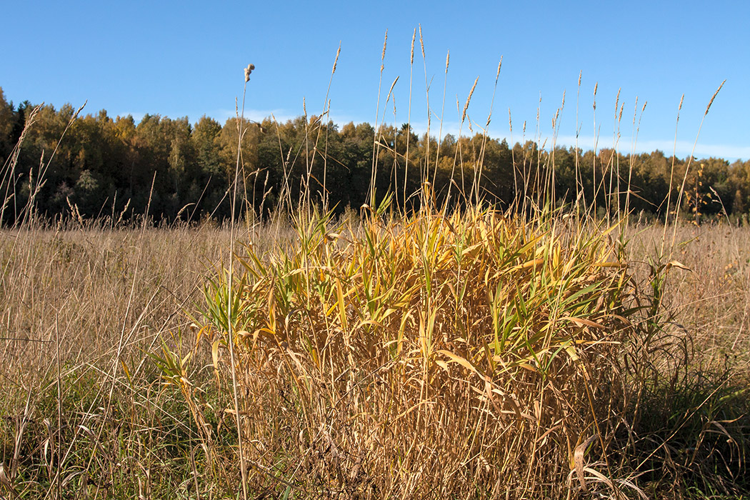 Image of Phalaroides arundinacea specimen.