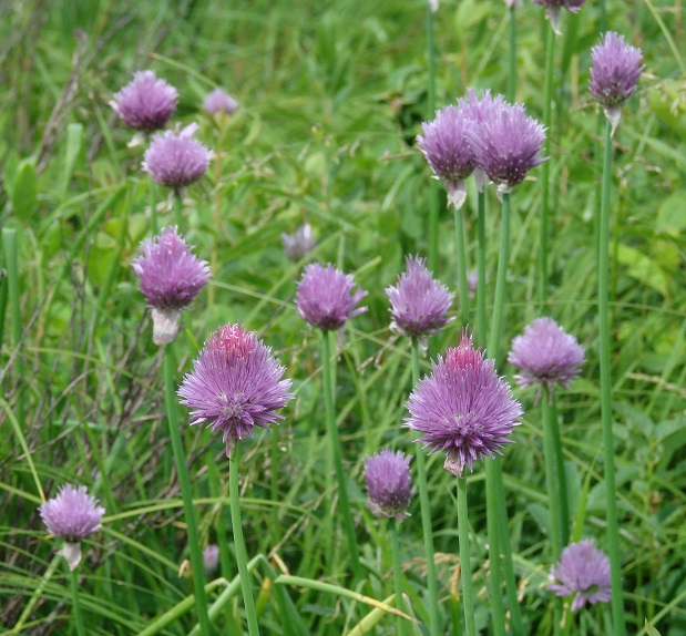 Image of Allium schoenoprasum specimen.