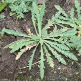 Papaver rupifragum. Прикорневая розетка листьев. Германия, г. Дюссельдорф, Ботанический сад университета. 14.08.2013.