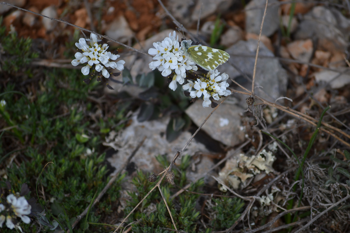 Image of Noccaea macrantha specimen.