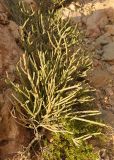 Euphorbia schimperi. Вегетирующее растение. Сокотра, лагуна Детвах. 03.01.2014.