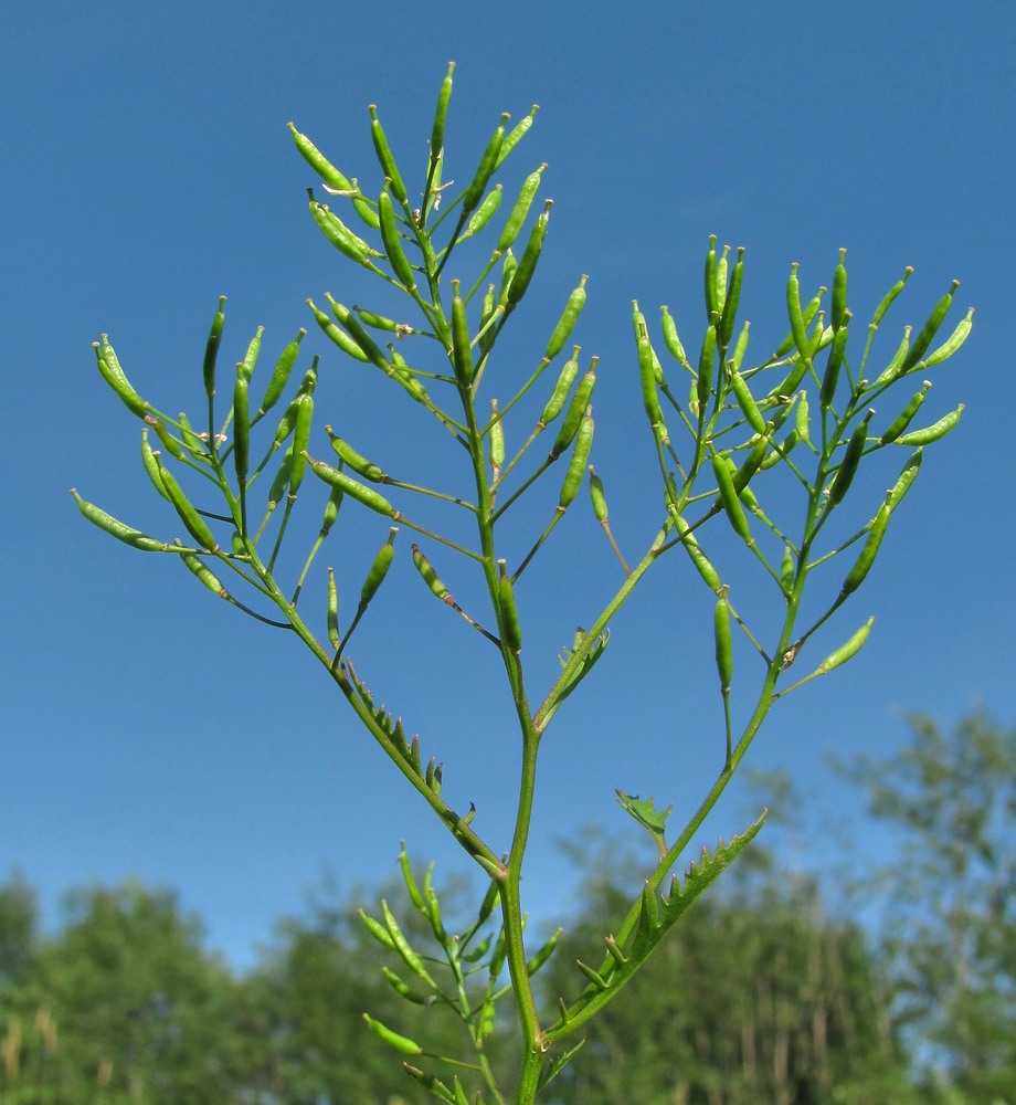 Image of genus Rorippa specimen.