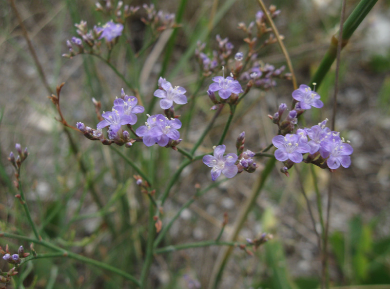 Изображение особи Limonium scoparium.