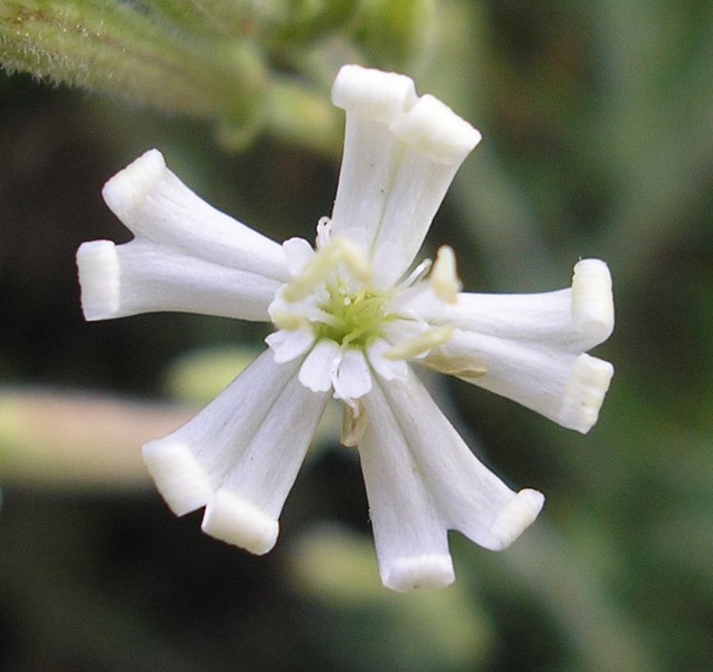 Image of Silene supina specimen.